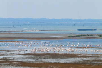 Flock of pink flamingos.Po river lagoon