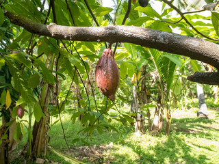 Cocoa fruit on a tree in Lombok, Indonesia