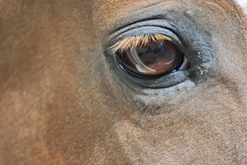 Horse eye
