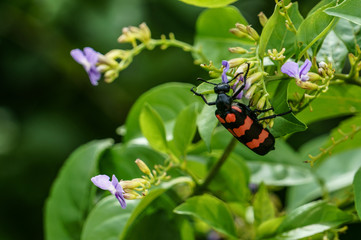 Orange blister beetle with purple wildflowers