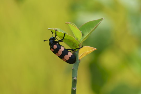 Beetle and young shoots
