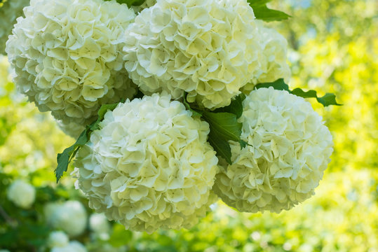 Fleurs de Viorne obier (boule de neige).