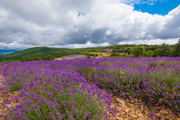 Fototapeta na wymiar Paysage de Provence. France. Champs de lavande sur les collines. Ciel bleu avec des nuages.