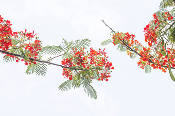 Royal Poinin Sky background.