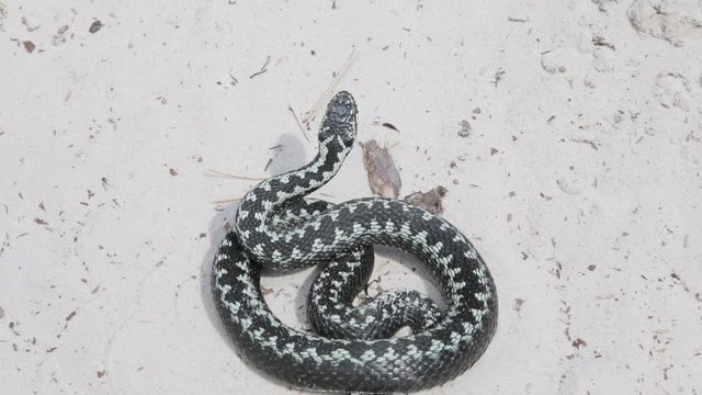 Swamp adder ominously rolled in the sand and prepares to attack