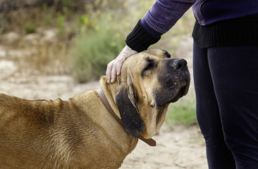 Young woman with dog hound in nature