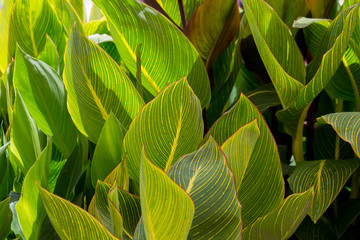 Naklejka na ściany i meble Wide green leaves like a backdrop background or wallpaper.