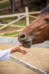 A woman is feeding a horse. A close-up of the model of European appearance.
