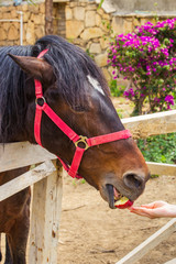 Horse, muzzle close-up. A woman's hand gives the animal an apple. The horse is bay-like, standing in a wooden enclosure of boards under the open sky. The animal bites the fruit.