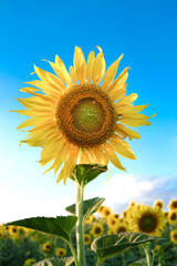 Sunflower with bright sky