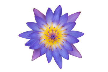 Vue de dessus fleur de lotus violet isolé sur fond blanc.(Avec un tracé de détourage.)