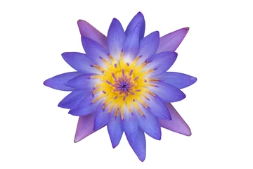 Cercles muraux fleur de lotus Vue de dessus fleur de lotus violet isolé sur fond blanc.(Avec un tracé de détourage.)