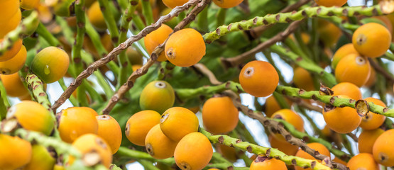 Coquinho butiá. © JCLobo
