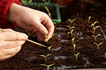 Seperating tomato seedlings in a greenhouse..Shallow DOF, focus on the hand..Natural light