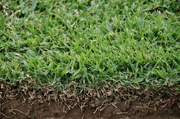 green grass background