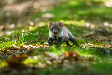 (Martes foina Erxleben, 1777)Stone marten, Martes foina, with clear green background. Beech marten, detail portrait of forest animal. Small predator sitting on the beautiful green moss stone in the fo