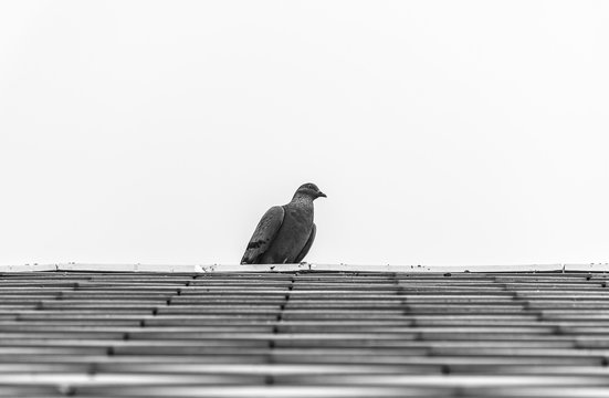 pigeon or dove birds on roof tile. elegance Animal.