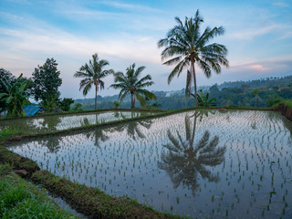 Fototapeta na wymiar Rice fields near Senaru and Rinjani,Lombok island, Indonesia, Asia
