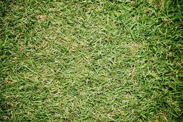 green grass background