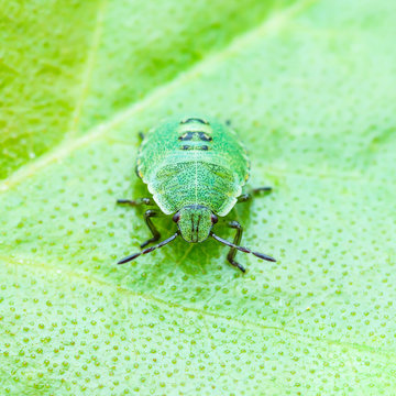 Green Shield Bug Insect on Leaf