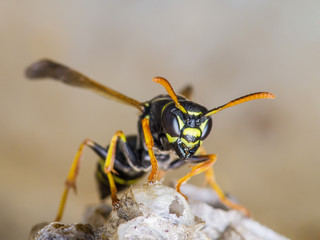 Wasp Insect on Nest Macro