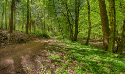 Fototapeta na wymiar Waldweg Naturschutzgebiet im Sommer