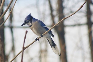 Blue Jay1