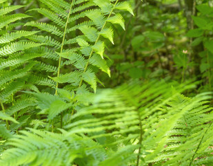 green fern leaves