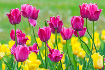 yellow and pink tulip field