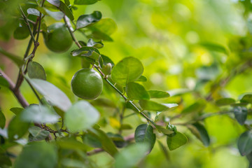 lemon tree with soft light