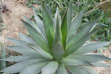 Agave plant