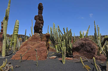 Cactus garden on Lanzarote with cactuses of unique shape and species. Red rocks and black volcanic...