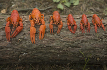  Crayfish