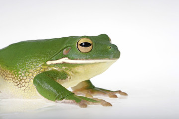 Riesen Laubfrosch vor weißem Hintergrund