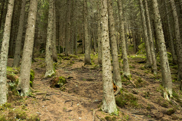 Forest trees in Bucegi mountains, Romania, Spring day