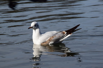 Möwe schwimmt 5