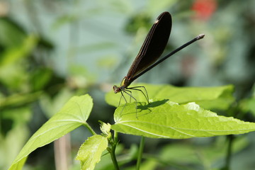 Laos Luang Prabang Dragonfly