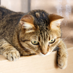 A gray tabby cat sits on a box