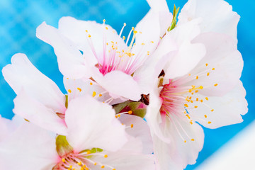 Almond tree pink-white blossoms blossoming in February in Cyprus
