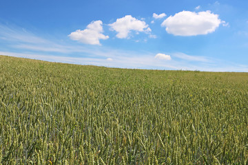 Green wheat field in the summer
