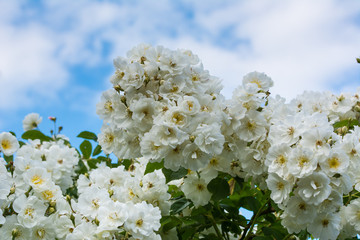 Weiße Büschelrosen