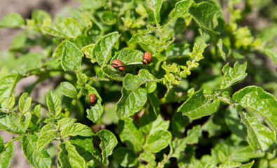 Feeding larvae of the Colorado potato beetle on potato leaf