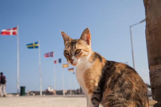 Cat in the port of Rhodes on the Mandraki  pier.