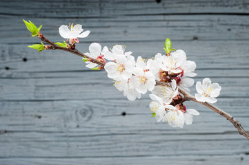 blossom cherry branch wooden background