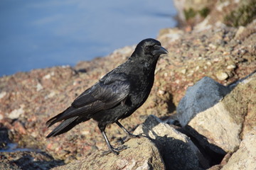 Krähe am Fels 6
