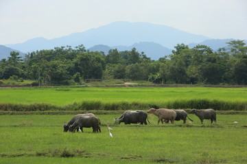 Buffalo Asiatic