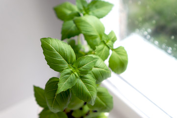 Basil green leaves. Plant on kitchen. Closeup photo