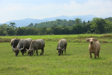 Fototapeta premium buffalo asiatic