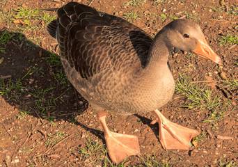 Eine Gans in der Sommersonne