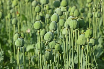 Schlafmohnkapseln (Papaver somniferum) 